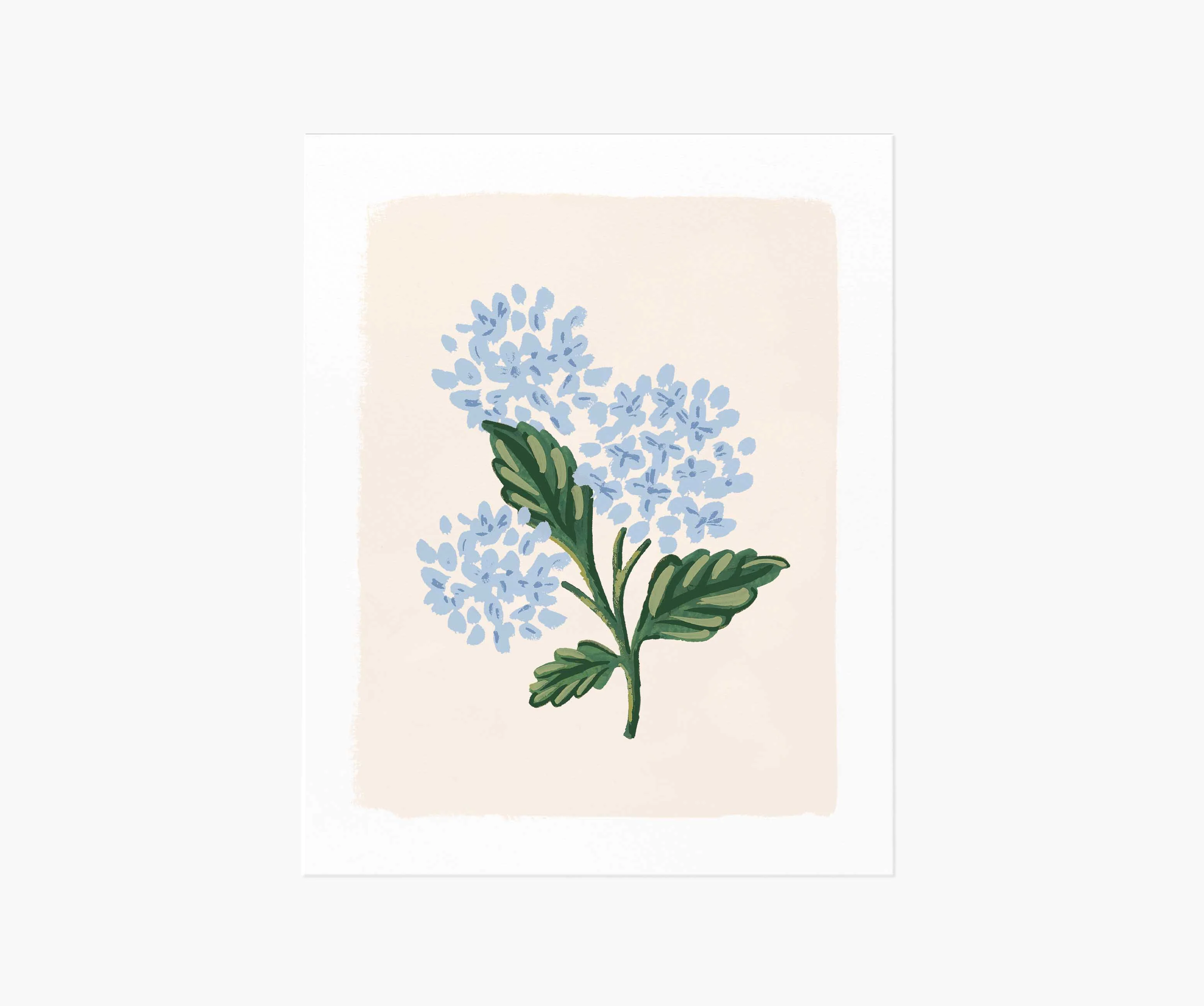 Hydrangea Bloom Cream Art Print